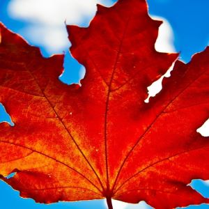 Елена Катаева